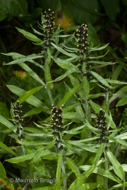 Omalotheca norvegica (Gunnerus) Sch. Bip. & F.W. Schultz