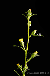 Immagine 3 di 7 - Dittrichia graveolens (L.) Greuter