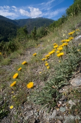 Immagine 1 di 5 - Inula montana L.