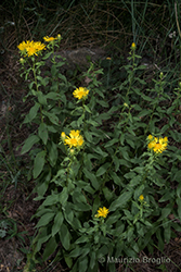 Immagine 1 di 8 - Inula spiraeifolia L.