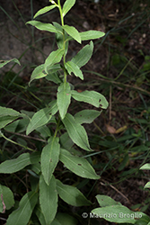Immagine 7 di 8 - Inula spiraeifolia L.