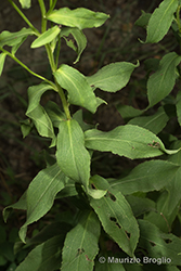 Immagine 8 di 8 - Inula spiraeifolia L.
