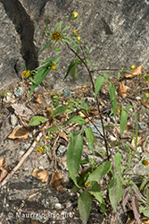 Immagine 5 di 7 - Bidens frondosa L.