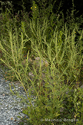 Immagine 1 di 5 - Ambrosia artemisiifolia L.