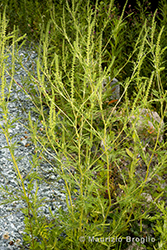 Immagine 2 di 5 - Ambrosia artemisiifolia L.