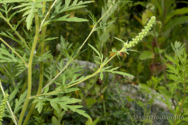 Immagine 3 di 5 - Ambrosia artemisiifolia L.