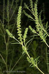 Immagine 4 di 5 - Ambrosia artemisiifolia L.