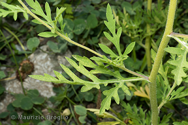 Immagine 5 di 5 - Ambrosia artemisiifolia L.