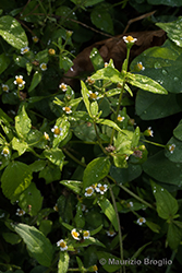 Immagine 1 di 5 - Galinsoga parviflora Cav.