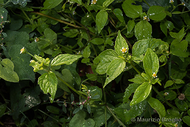 Immagine 2 di 5 - Galinsoga parviflora Cav.