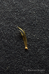 Immagine 5 di 5 - Galinsoga parviflora Cav.
