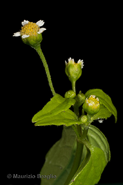 Galinsoga parviflora Cav.