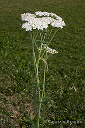 Immagine 1 di 6 - Achillea millefolium L.