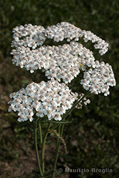 Immagine 2 di 6 - Achillea millefolium L.