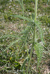 Immagine 5 di 6 - Achillea millefolium L.