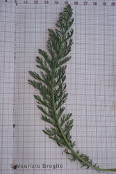 Immagine 6 di 6 - Achillea millefolium L.