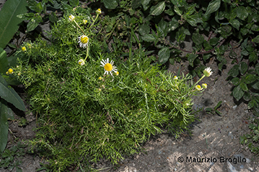 Immagine 1 di 9 - Matricaria chamomilla L.