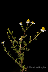 Immagine 4 di 9 - Matricaria chamomilla L.