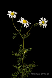 Immagine 5 di 9 - Matricaria chamomilla L.