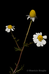 Immagine 7 di 9 - Matricaria chamomilla L.