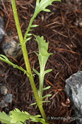Immagine 6 di 8 - Leucanthemum vulgare (Vaill.) Lam.