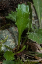 Immagine 2 di 6 - Leucanthemum adustum (W.D.J. Koch) Gremli
