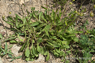 Immagine 4 di 6 - Leucanthemum adustum (W.D.J. Koch) Gremli