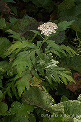 Immagine 1 di 5 - Tanacetum macrophyllum (Waldst. & Kit.) Sch. Bip.