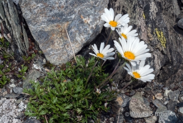 Immagine 4 di 5 - Leucanthemopsis alpina (L.) Heywood