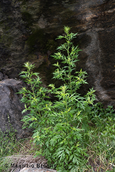 Immagine 1 di 7 - Artemisia vulgaris L.