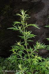 Immagine 2 di 7 - Artemisia vulgaris L.