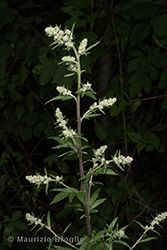 Immagine 3 di 7 - Artemisia vulgaris L.