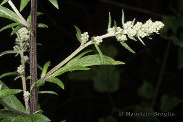 Immagine 4 di 7 - Artemisia vulgaris L.