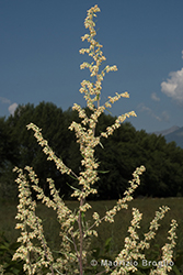 Immagine 5 di 7 - Artemisia vulgaris L.