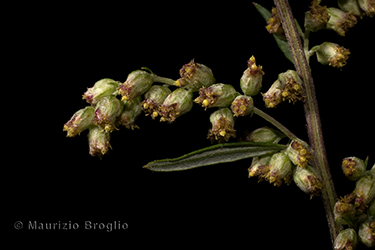 Immagine 6 di 7 - Artemisia vulgaris L.