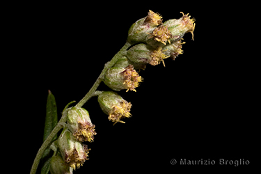 Immagine 7 di 7 - Artemisia vulgaris L.