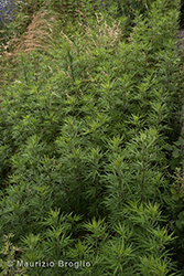Immagine 1 di 8 - Artemisia verlotiorum Lamotte