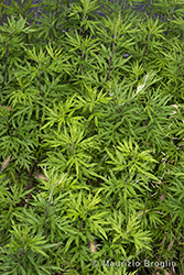 Immagine 2 di 8 - Artemisia verlotiorum Lamotte