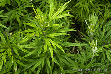 Immagine 3 di 8 - Artemisia verlotiorum Lamotte