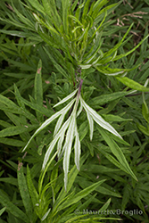 Immagine 4 di 8 - Artemisia verlotiorum Lamotte
