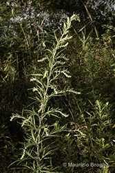 Immagine 5 di 8 - Artemisia verlotiorum Lamotte