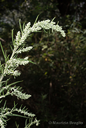 Immagine 6 di 8 - Artemisia verlotiorum Lamotte
