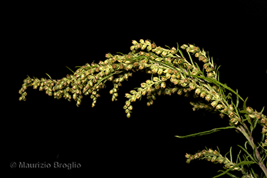 Immagine 7 di 8 - Artemisia verlotiorum Lamotte