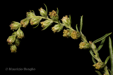 Immagine 8 di 8 - Artemisia verlotiorum Lamotte