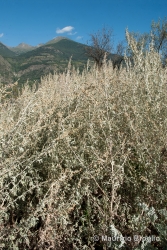 Immagine 1 di 5 - Artemisia absinthium L.