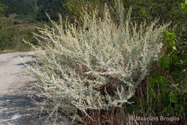 Immagine 2 di 5 - Artemisia absinthium L.