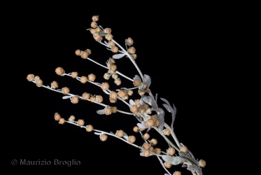 Immagine 3 di 5 - Artemisia absinthium L.