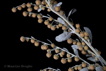 Immagine 4 di 5 - Artemisia absinthium L.
