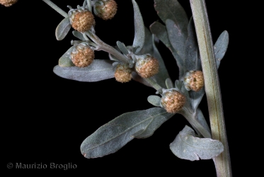 Immagine 5 di 5 - Artemisia absinthium L.