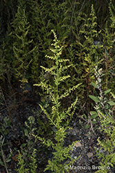 Immagine 1 di 4 - Artemisia annua L.